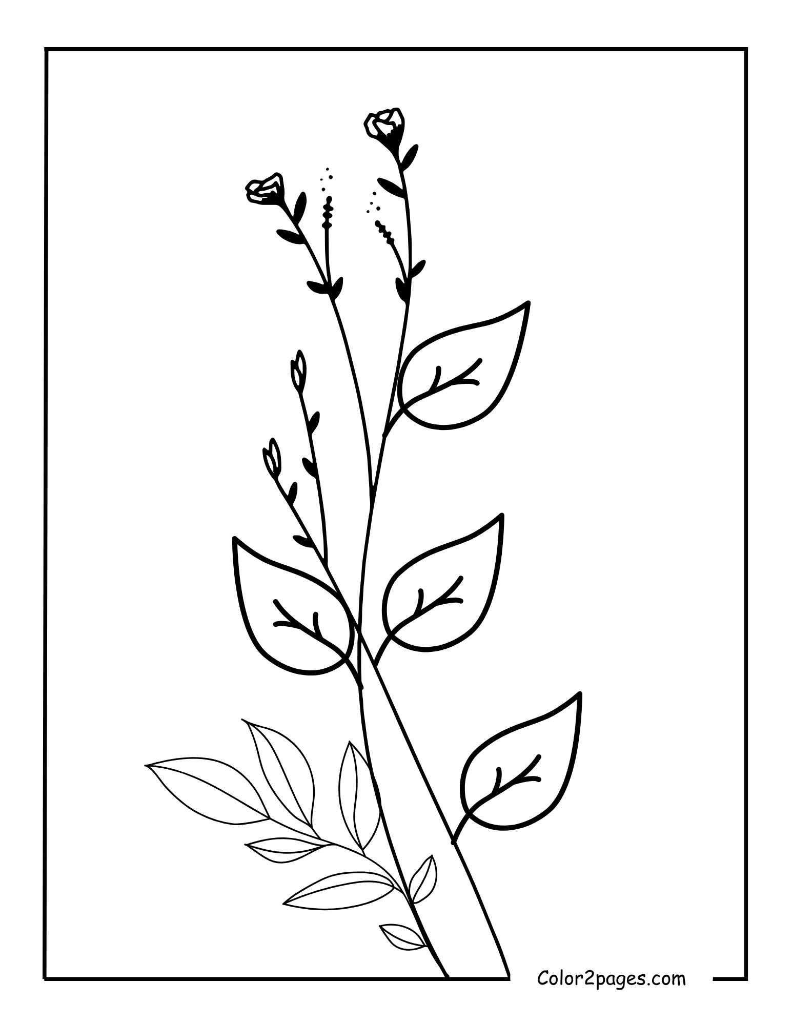 A black and white line drawing of a slender floral stem featuring several simple leaves and small budding flowers, suitable as a botanical leave coloring page.
