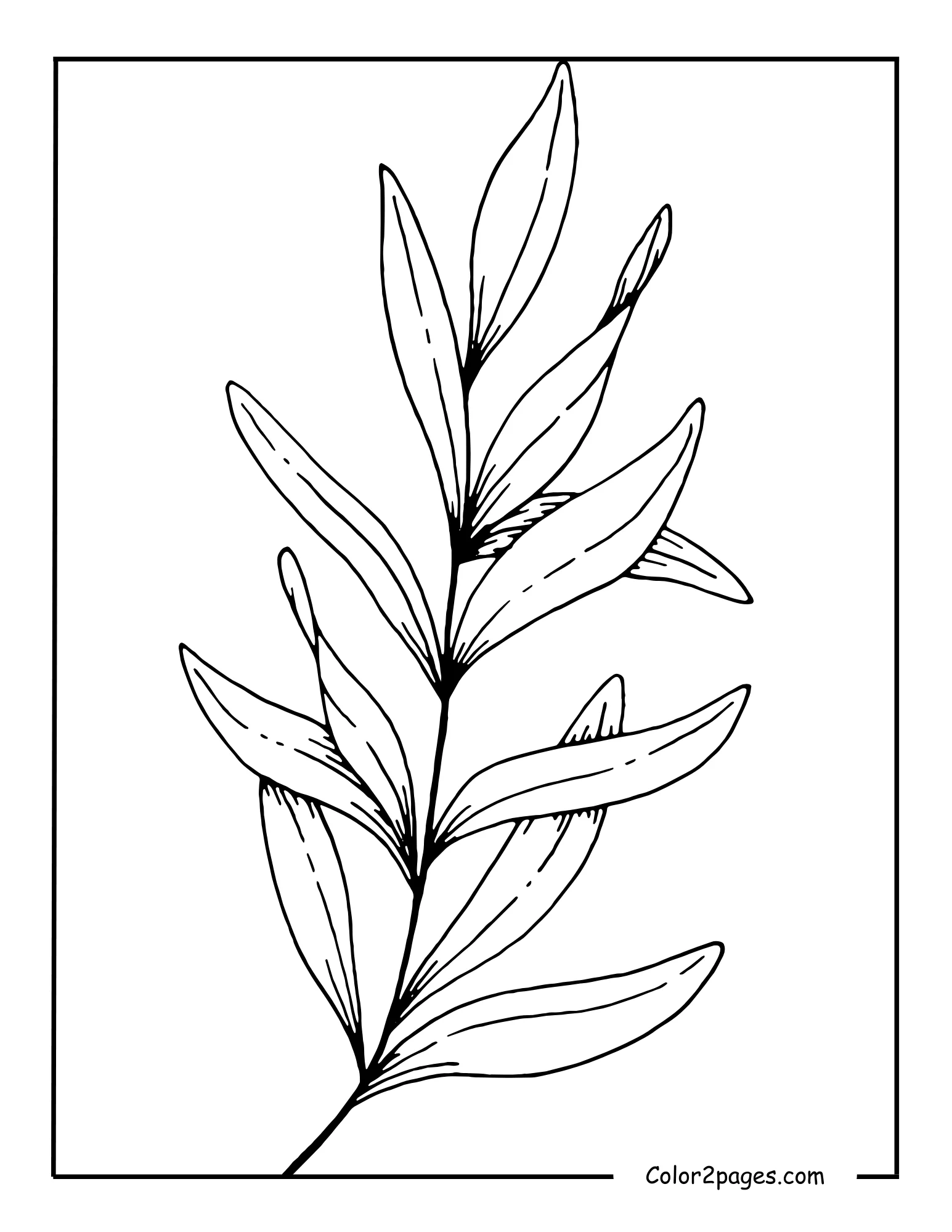 A black and white line drawing of a slender branch adorned with multiple elongated willow leaves, making it a graceful leave coloring page for creative expression.