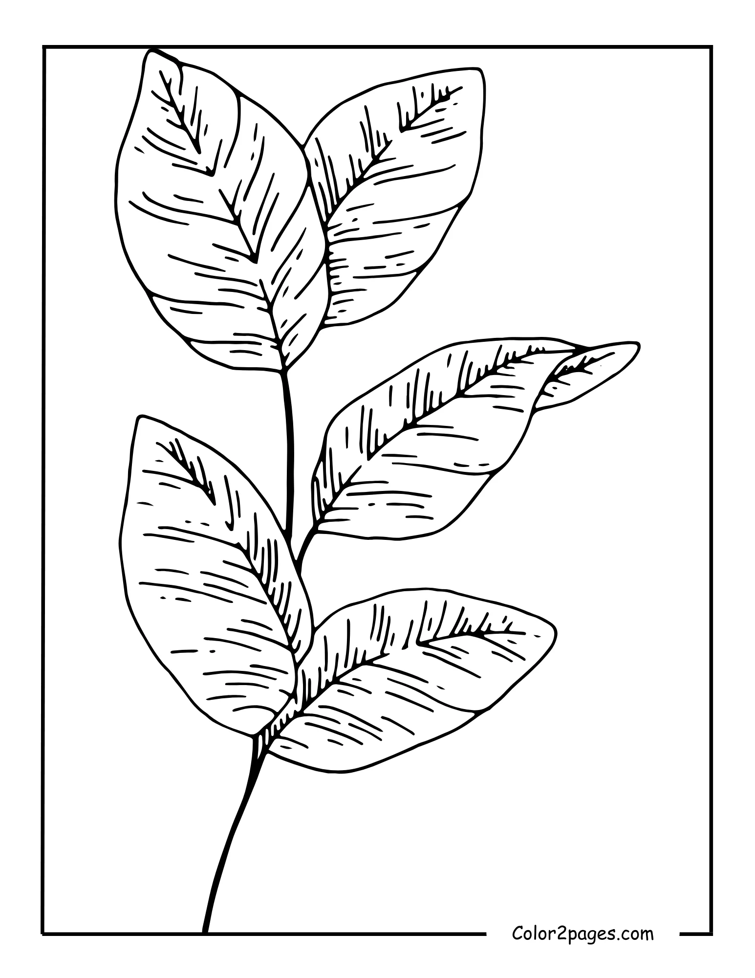 A black and white line drawing of a branch with several detailed leaves, perfect for a relaxing Leaves coloring page activity.